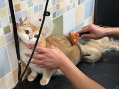 -全心全意连锁动物医院·特色中医诊疗(会城门分院)