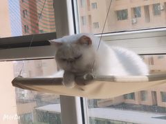 -MOYOYO猫咪咖啡店
