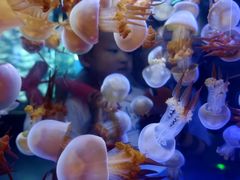 -芜湖新华联大白鲸海洋公园