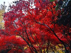 -岳麓山风景名胜区