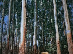 -桉树林A coffee 森林餐厅(三圣乡店)