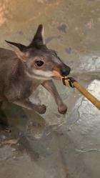 -Zoolung Zoolung动物主题公园(海信广场店)