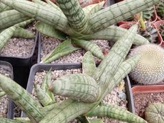 -秦美花卉(天朗·莱茵小城2期店)