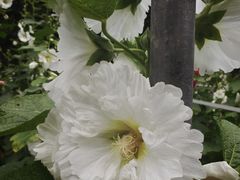 -广西壮族自治区药用植物园