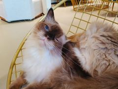 -藏猫猫咖啡主题馆(中央大道店)