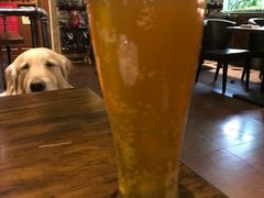 -百好乐宠物友好餐厅(朝外大街店)