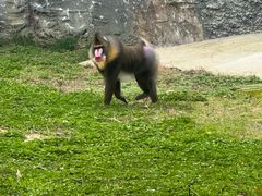 -杭州野生动物世界