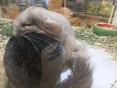 -深圳独角兽星空艺术馆