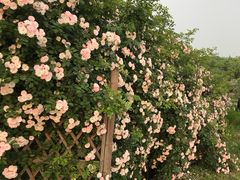 -大塘金香草谷