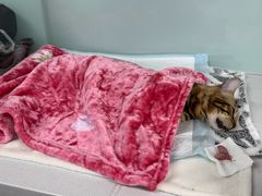 -达爱动物医院·犬猫分区·CT·复杂眼科(远洋山水分院)