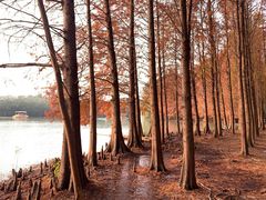 -上海海湾国家森林公园