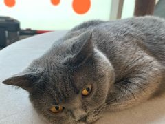-米宠家·撸猫猫咖小萌宠·猫咪洗澡·猫咪寄养(高新大都荟店)