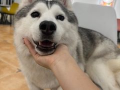 -Let's go狗咖·猫咖·奶狗·桌游(春熙路IFS店)