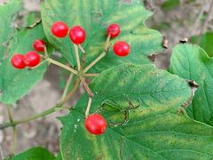 -大兴滨河森林公园