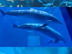 -多彩贵州城极地海洋世界