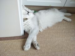 -宠颐生中康贝怡动物医院