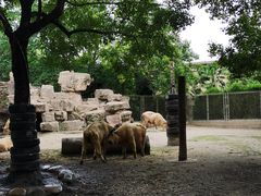 -上海野生动物园