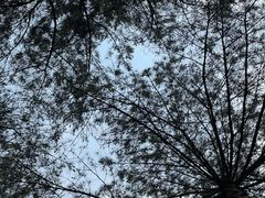 -重庆睡佛山森林公园