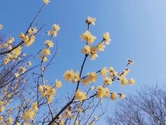 -香雪海