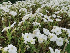 -莫子山公园