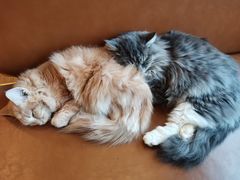 -遇见羊驼·奶狗咖·布偶猫咖·法斗柯基柴犬阿拉斯加(春熙路太古里IFS店)