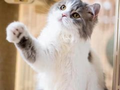 -猫和宫(六道口店)