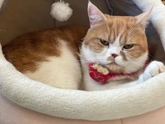 -Let's go狗咖·猫咖·奶狗·桌游(春熙路IFS店)