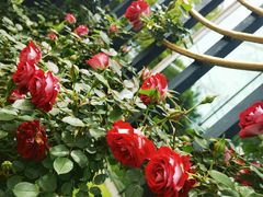 -上海鲜花港