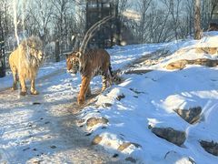 -北京野生动物园