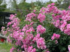 -扬州大运河文化旅游度假区·盆景园