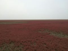 -红海滩国家风景廊道