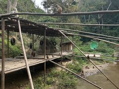 -西双版纳原始森林公园