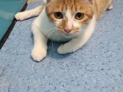 -顺强宠物诊所·狂犬免疫·夜诊·骨科(嘉定店)