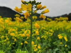 -径山花海