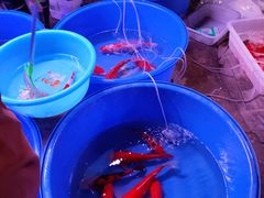 -中环花鸟鱼虫市场