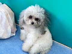 -博特宠物医院24h犬猫全科.骨科·异宠
