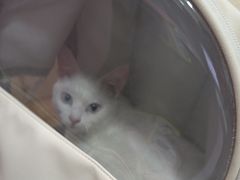 -瑞派名望志远动物医院·猫科·內科·异宠专科(直港大道店)