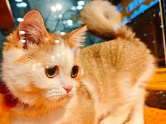-欣宠猫屋·矮脚拿破仑·蓝金金渐层