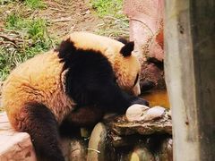 -中国大熊猫保护研究中心雅安碧峰峡基地