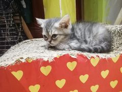 -万小咖.猫咖(中山路天虹店)