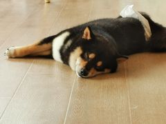 -南京Hallo宠物乐园·哈罗犬舍·柴犬繁育基地