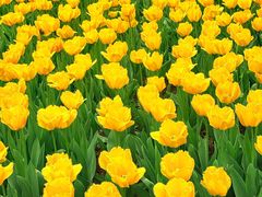 -洛阳郁金香牡丹园