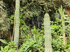 -呀路古热带植物园