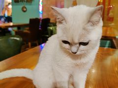 -猫小院猫主题餐厅(三里屯店)