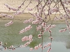 -桃花堤公园