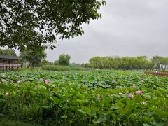 -洪湖生态旅游区