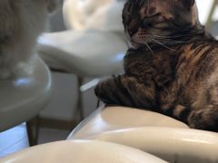 -飞行喵MR PILOT|猫舍·猫咖(静安大融城店)