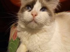 -猫色咖啡·猫咖
