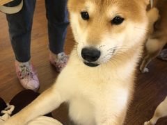 -豆柴町-柴犬主题狗咖(红鼎国际C座店)