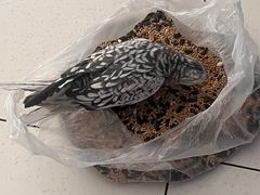 -瑞派·关忠动物医院·异宠专科·犬猫肿瘤·皮肤专科(望京店)